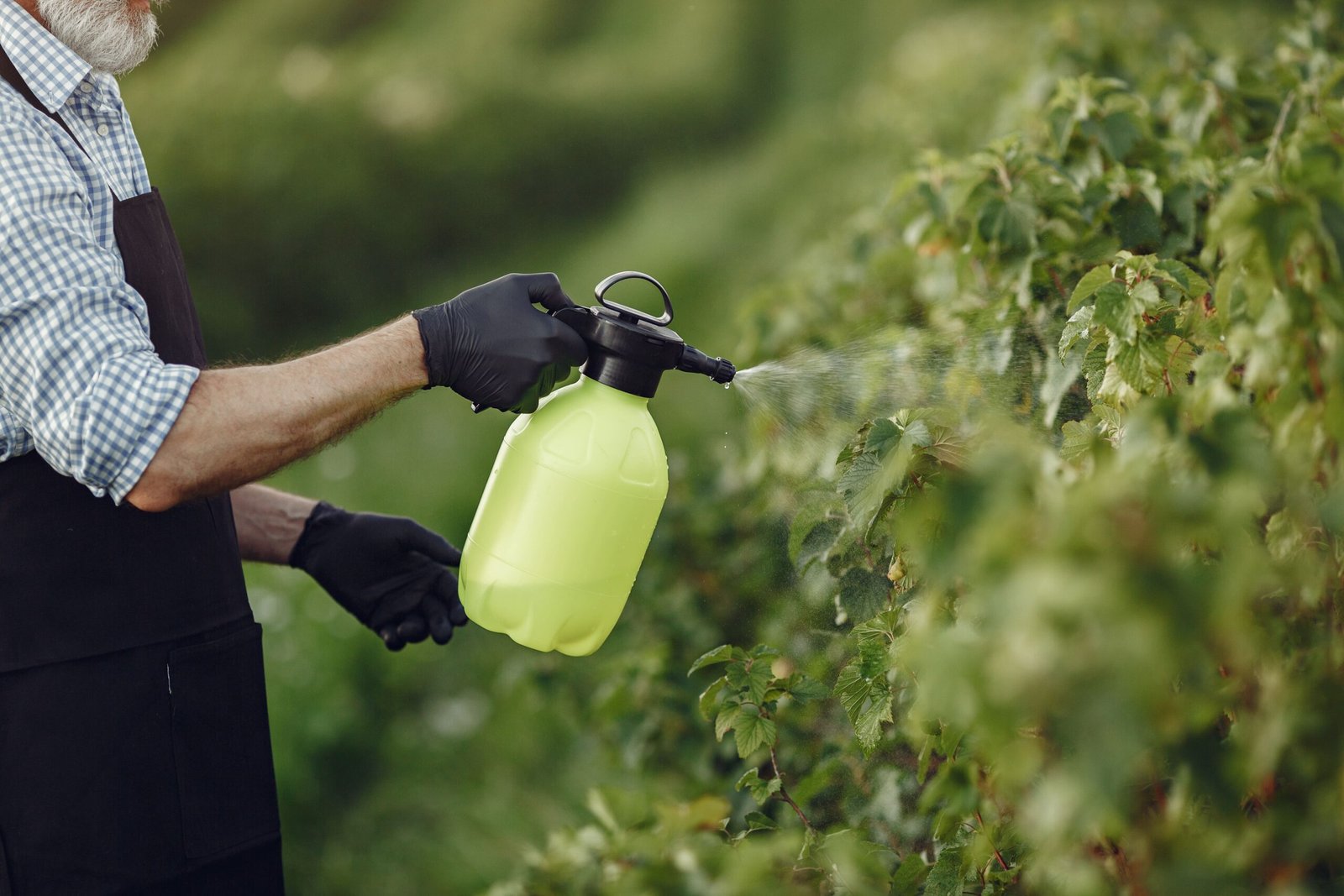 farmer-spraying-vegetables-garden-with-herbicides-man-black-apron-min-scaled.jpg