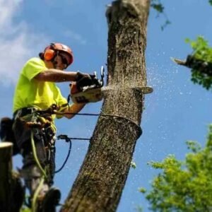 2.-Tree-removal-3-e1561686697970-1080x675